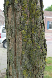  picture  Gele_trompetboom |Catalpa_ovata