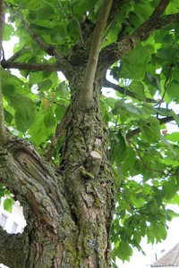  picture  Gele_trompetboom |Catalpa_ovata