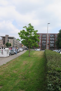  picture  Gele_trompetboom |Catalpa_ovata