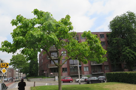  picture  Gele_trompetboom |Catalpa_ovata