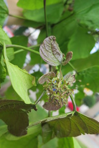  picture  Gele_trompetboom |Catalpa_ovata