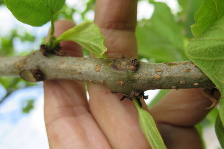  picture  Gele_trompetboom |Catalpa_ovata