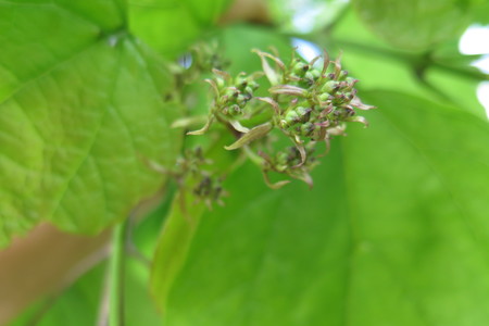  picture  Gele_trompetboom |Catalpa_ovata