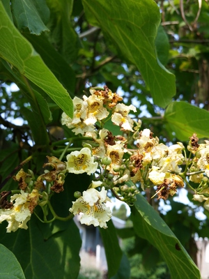  picture  Gele_trompetboom |Catalpa_ovata