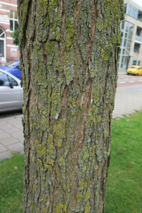  picture  Gele_trompetboom |Catalpa_ovata