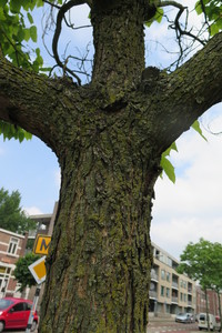  picture  Gele_trompetboom |Catalpa_ovata