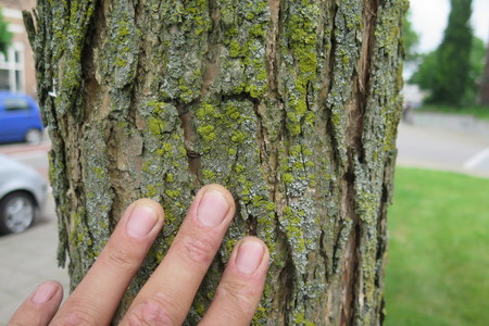  picture  Gele_trompetboom |Catalpa_ovata