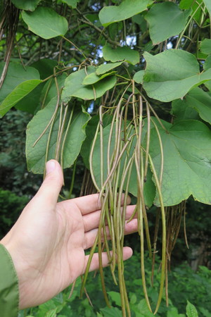  picture  Gele_trompetboom |Catalpa_ovata