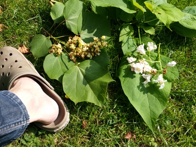  picture  Gele_trompetboom |Catalpa_ovata