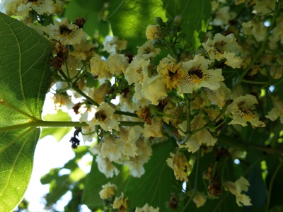  picture  Gele_trompetboom |Catalpa_ovata