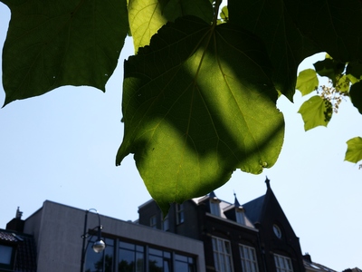  picture  Gele_trompetboom |Catalpa_ovata