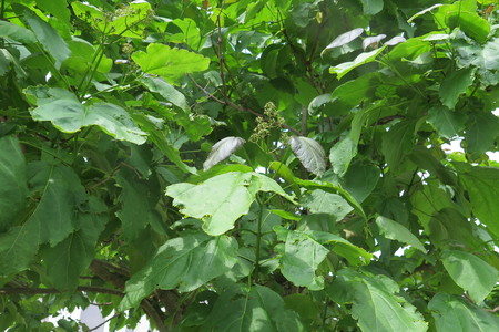  picture  Gele_trompetboom |Catalpa_ovata