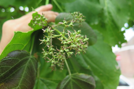  picture  Gele_trompetboom |Catalpa_ovata