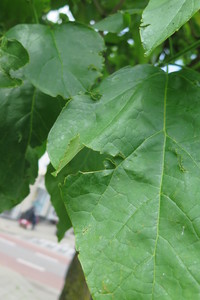  picture  Gele_trompetboom |Catalpa_ovata