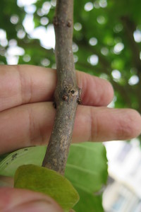  picture  Gele_trompetboom |Catalpa_ovata