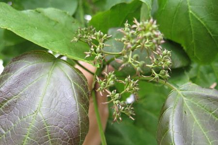  picture  Gele_trompetboom |Catalpa_ovata