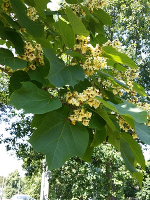  picture  Gele_trompetboom |Catalpa_ovata