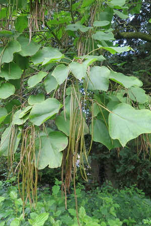  picture  Gele_trompetboom |Catalpa_ovata