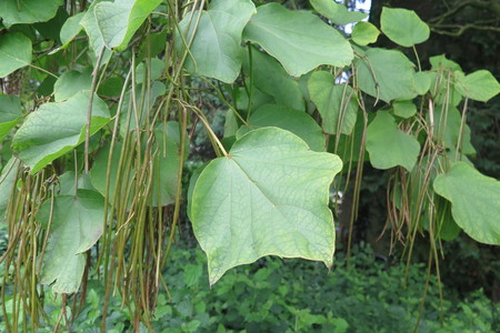  picture  Gele_trompetboom |Catalpa_ovata