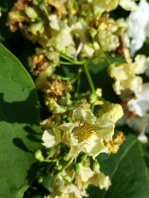  picture  Gele_trompetboom |Catalpa_ovata