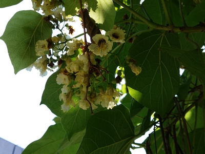  picture  Gele_trompetboom |Catalpa_ovata