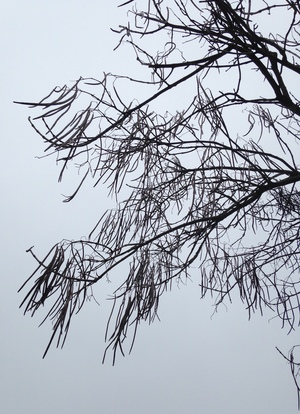  picture  Gele_trompetboom |Catalpa_ovata