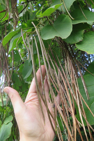  picture  Gele_trompetboom |Catalpa_ovata