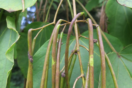  picture  Gele_trompetboom |Catalpa_ovata