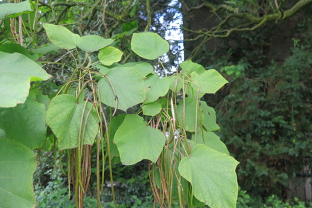 picture  Gele_trompetboom |Catalpa_ovata