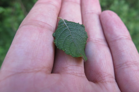  picture  Geoorde_wilg |Salix_aurita