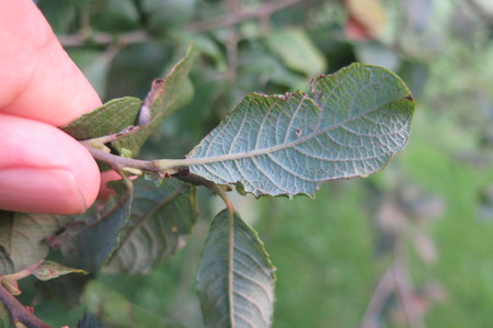  picture  Geoorde_wilg |Salix_aurita