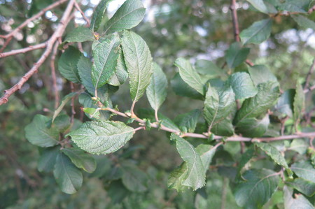  picture  Geoorde_wilg |Salix_aurita