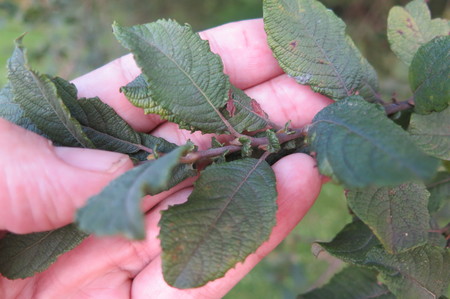  picture  Geoorde_wilg |Salix_aurita