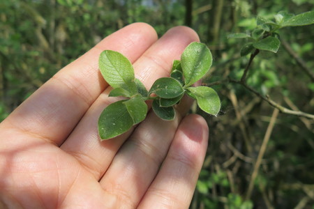  picture  Geoorde_wilg |Salix_aurita