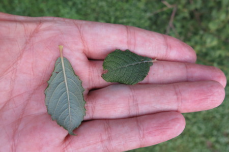  picture  Geoorde_wilg |Salix_aurita