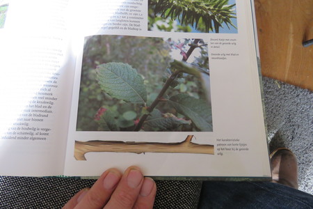  picture  Geoorde_wilg |Salix_aurita