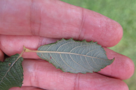  picture  Geoorde_wilg |Salix_aurita