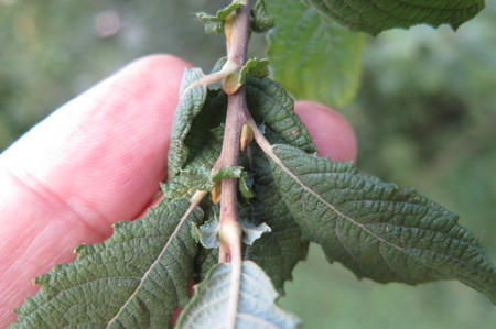  picture  Geoorde_wilg |Salix_aurita