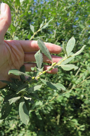  picture  Geoorde_wilg |Salix_aurita