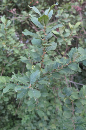  picture  Geoorde_wilg |Salix_aurita