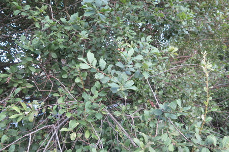  picture  Geoorde_wilg |Salix_aurita