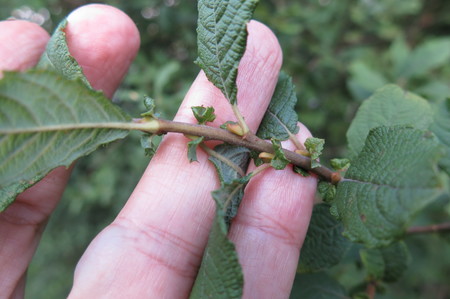  picture  Geoorde_wilg |Salix_aurita