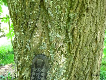  picture  Gewone_es |Fraxinus_excelsior