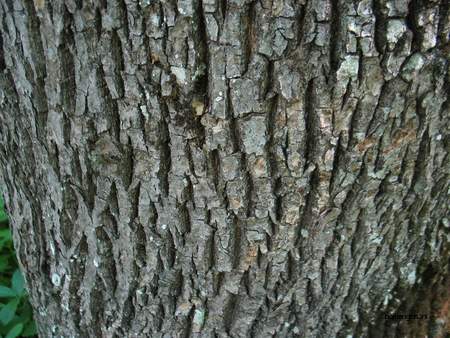  picture  Gewone_es |Fraxinus_excelsior