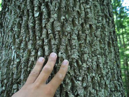  picture  Gewone_es |Fraxinus_excelsior