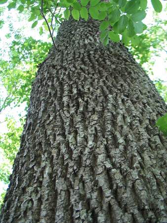  picture  Gewone_es |Fraxinus_excelsior