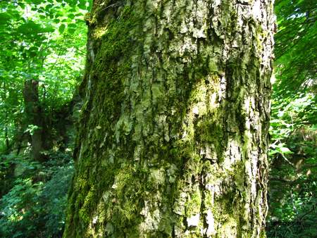  picture  Gewone_es |Fraxinus_excelsior