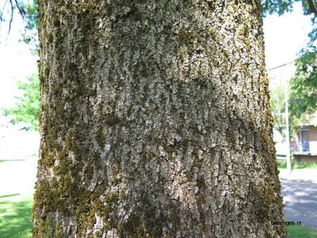  picture  Gewone_es |Fraxinus_excelsior