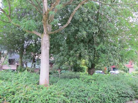  picture  Gewone_es |Fraxinus_excelsior