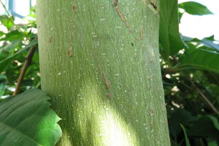  picture  Gewone_es |Fraxinus_excelsior